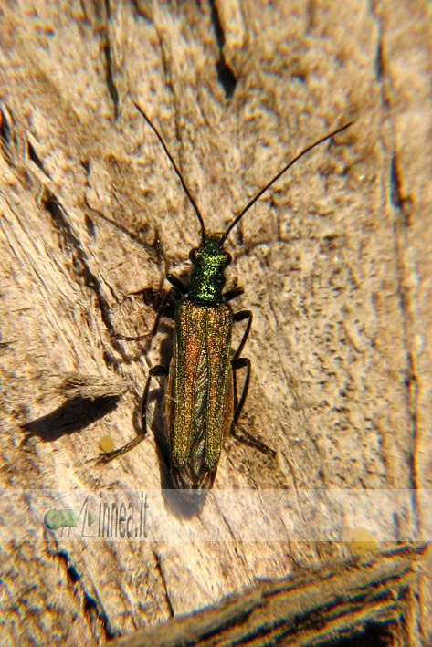 Oedemera nobilis color rame